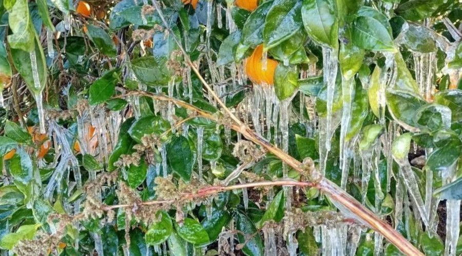 Antalya'da portakal aalarnda buz sarktlar