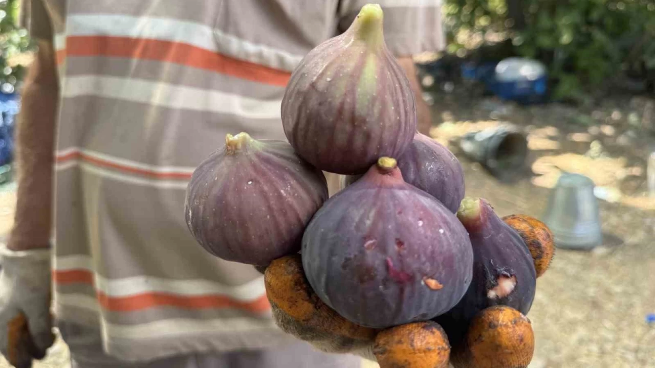 Antalya'da siyah incir hasad� ba�lad�