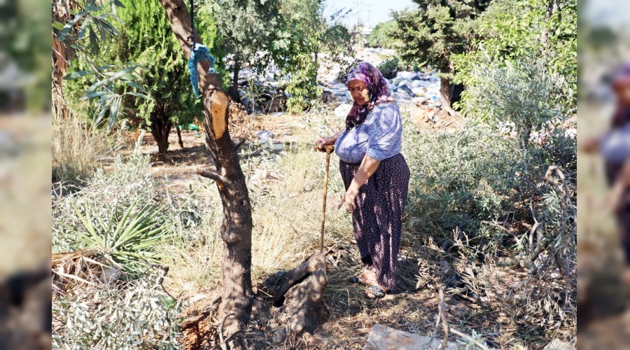 Antalya’da zeytin ağacı katliamı