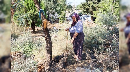  Antalyada zeytin aac katliam