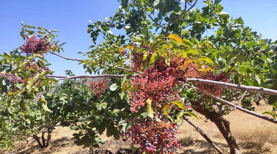 Antep F�st��� buray� pek sevdi