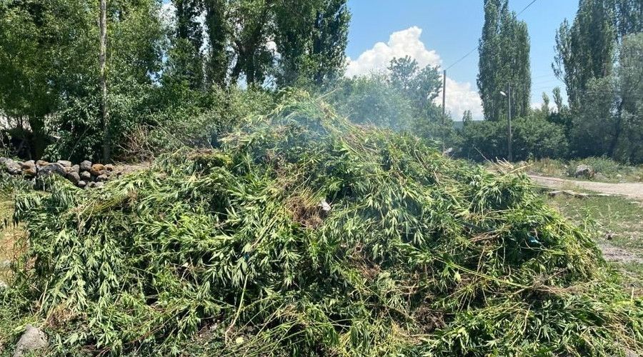 Ardahan'da kendili�inden yeti�en 10 bin k�k kenevir bitkisi imha edildi