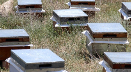 Arıcılar kara kara düşünüyor, tek istekleri var