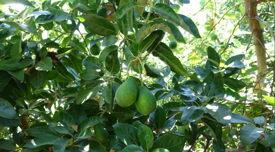 Artan avokado h�rs�zl��� �reticileri isyan ettirdi