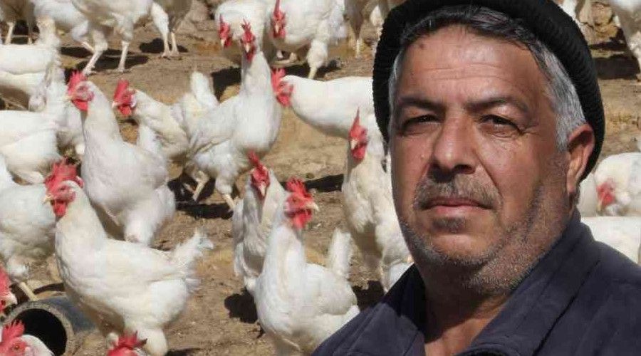 Artan yem fiyatlarına kızdı bin 500 tane tavuğu vatandaşlara ücretsiz dağıttı