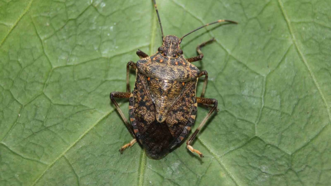 Artvin'de balayan zararl, Marmara'ya ulat