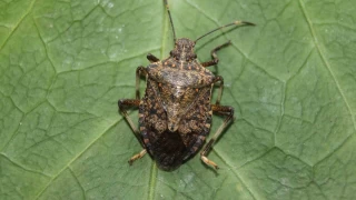 Artvin'de balayan zararl, Marmara'ya ulat