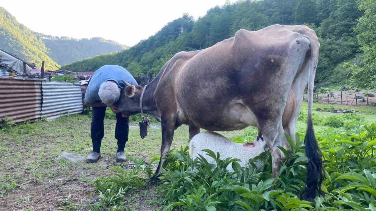 Artvin'de ikiz doğan kuzulara inek annelik yapıyor