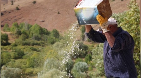 Ata tohumlaryla retilen kuru fasulye rzgarla ayklanyor