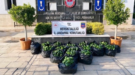 Avokado hırsızları suçüstü yakalandı