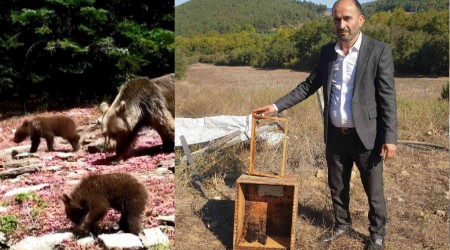 Ayı ailesi arı çiftliğini bastı