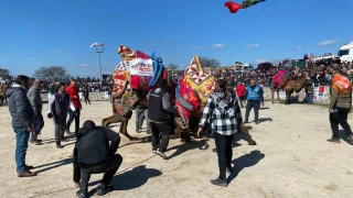 Ayvacık'ta deve güreşleri nefesleri kesti