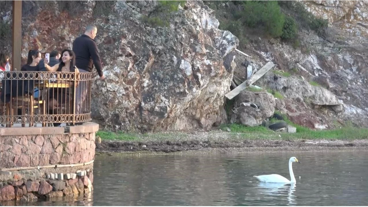 Ayvalık'ta sevimli kuğu Paşa Limanı'nın simgesi oldu