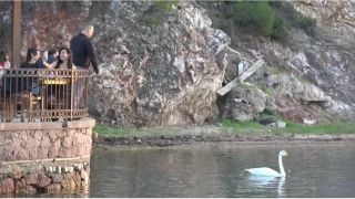 Ayvalık'ta sevimli kuğu Paşa Limanı'nın simgesi oldu