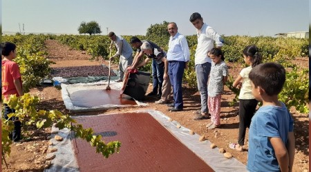 Bağlar pestil tarlasına döndü