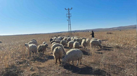 Bahar havası çiftçilere yaradı