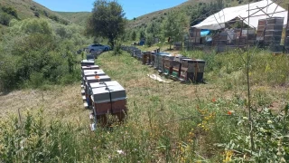 Bal üreticileri son on yılın en verimsiz sezonunu yaşadı