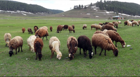 Bayramda 3 milyon küçükbaş kurban edildi