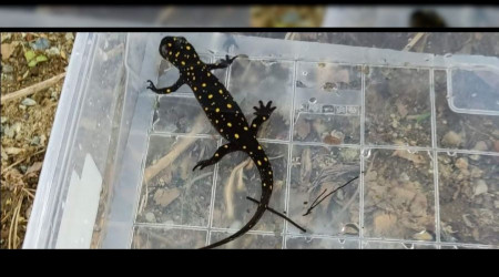 Benekli semender izleme çalışması yapıldı