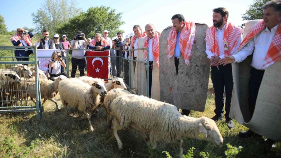 Bergama'da hayvan otlatma sezonu açıldı