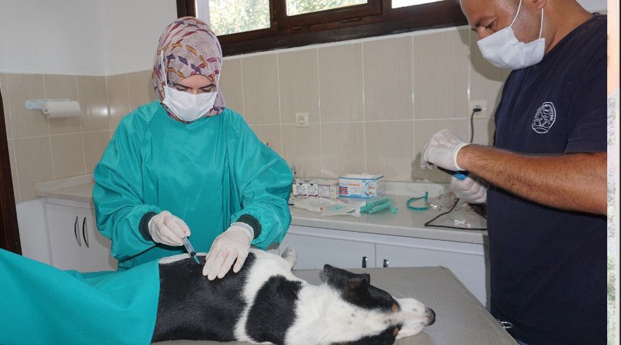 Beypazarı Belediyesi Veterinerlik Birimi ekiplerince sokak hayvanları kısırlaştırılıyor