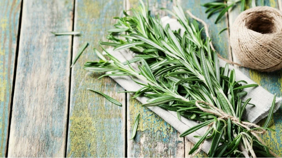 Biberiyenin faydalar� �a��rt�yor! Kokusu bile haf�zay� g��lendiriyor