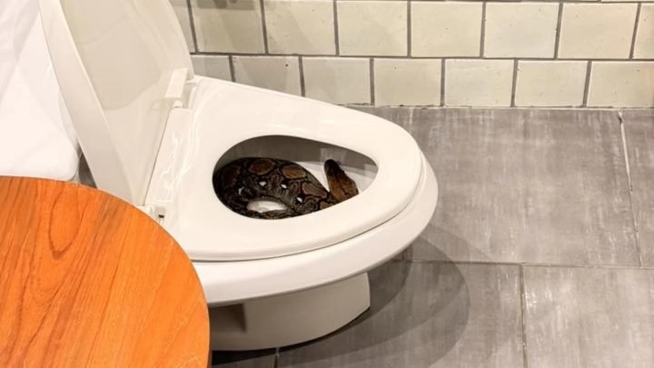 Bir evin tuvaletinden dev piton çıktı