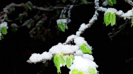 'Bir gecenizi fındık bahçesinde geçirin'