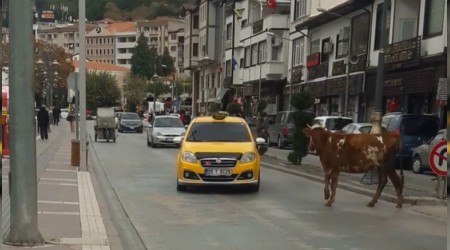 Boğa trafiği birbirine kattı