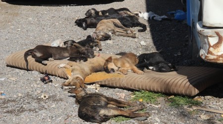 Bornova'da vahşet
