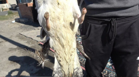 Böyle vicdansızlık görülmedi, martının ayaklarını kesip doğaya saldılar