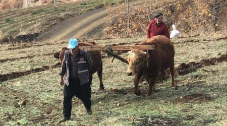 Bu köyde hala 'kara saban' kullanılıyor