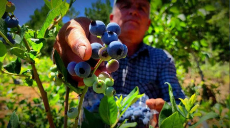 Bu meyveleri bomba ve kuş sesleriyle koruyor