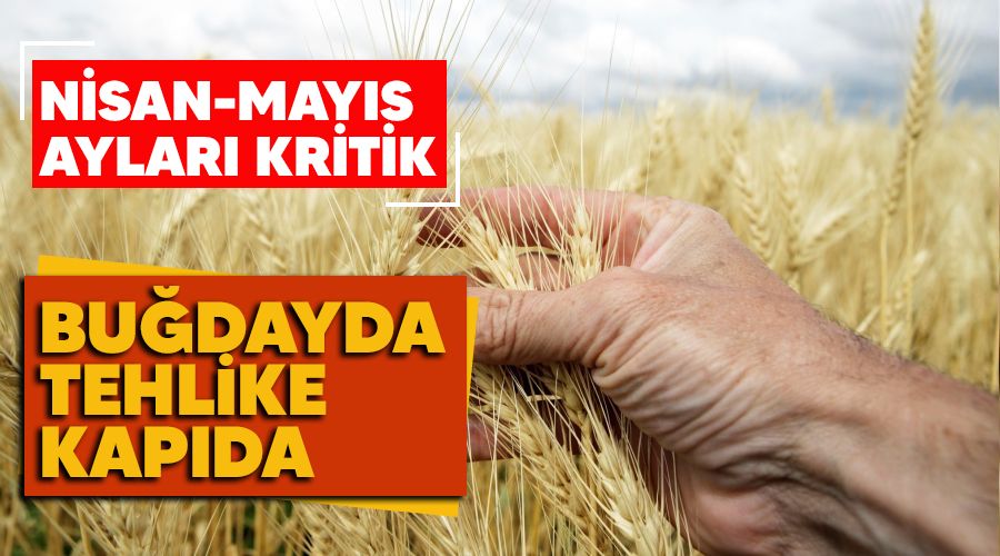 Bu�dayda tehlike kap�da