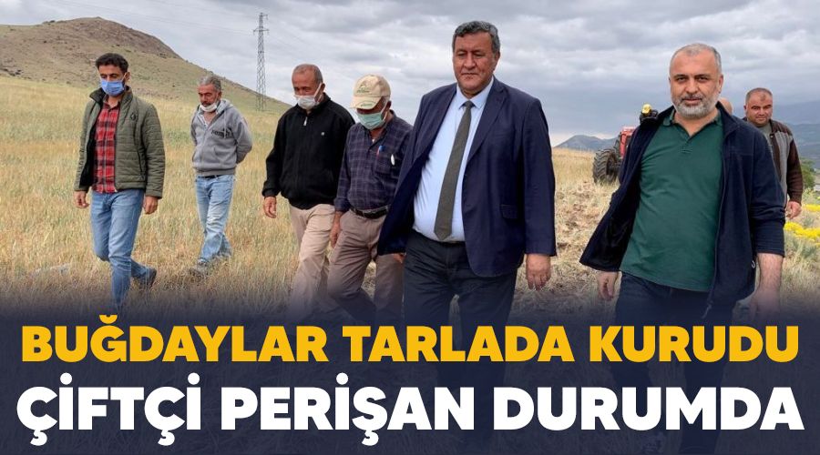 Bu�daylar tarlada kurudu �ift�i peri�an durumda