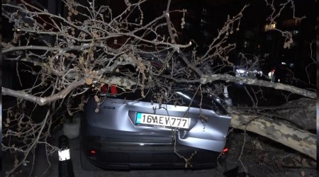 Bursa'da etkili olan lodos çınar ağacını devirdi