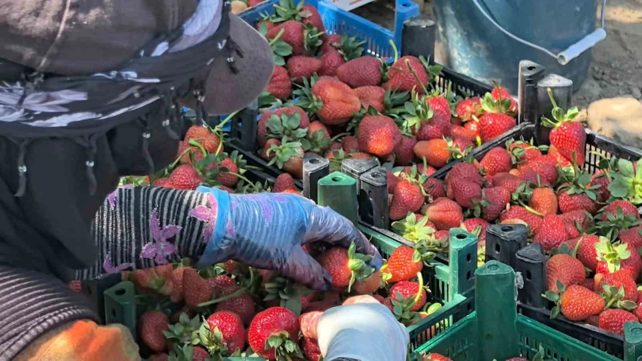 Bursa'da 'kırmızı elmas' hasadı başladı