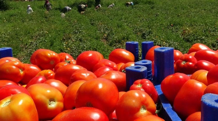 anakkale Domatesi'ne piyango vurdu