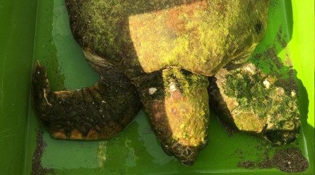 Carreta caretta için seferber oldular