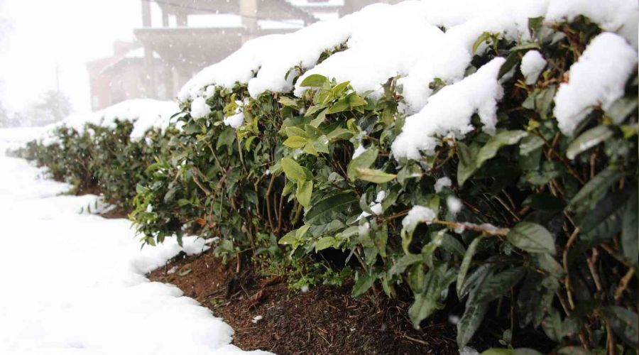 �ay �reticileri �aya kar ya�mas�ndan memnun