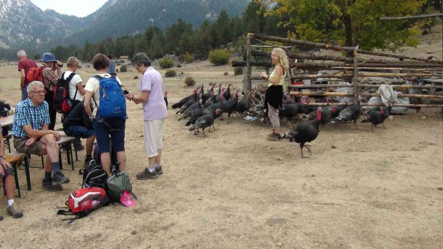 Çekirge ile mücadele için salınan hindiler turistlerin ilgi odağı oldu