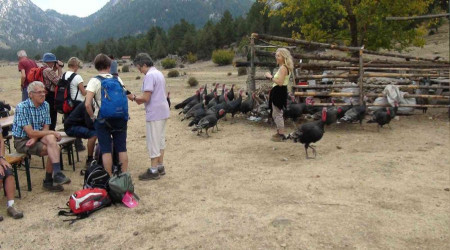 Çekirge ile mücadele için salınan hindiler turistlerin ilgi odağı oldu