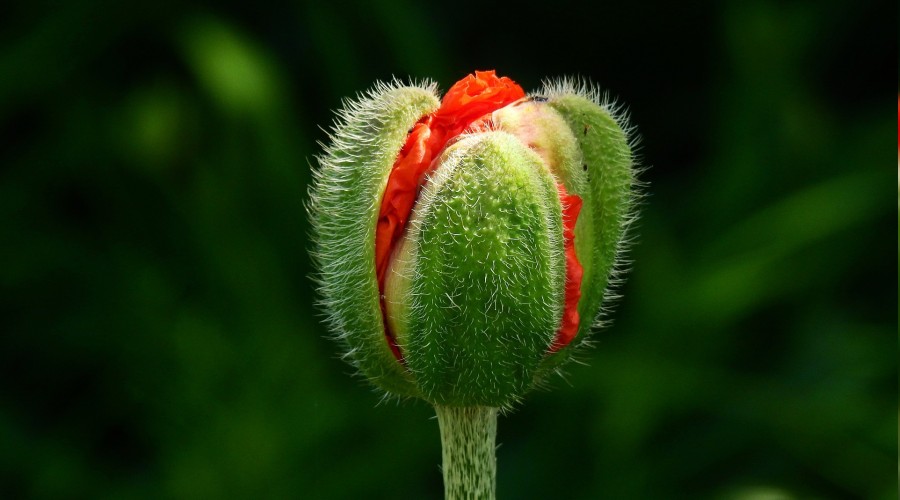 Cimrilik edene cimrilik edilir