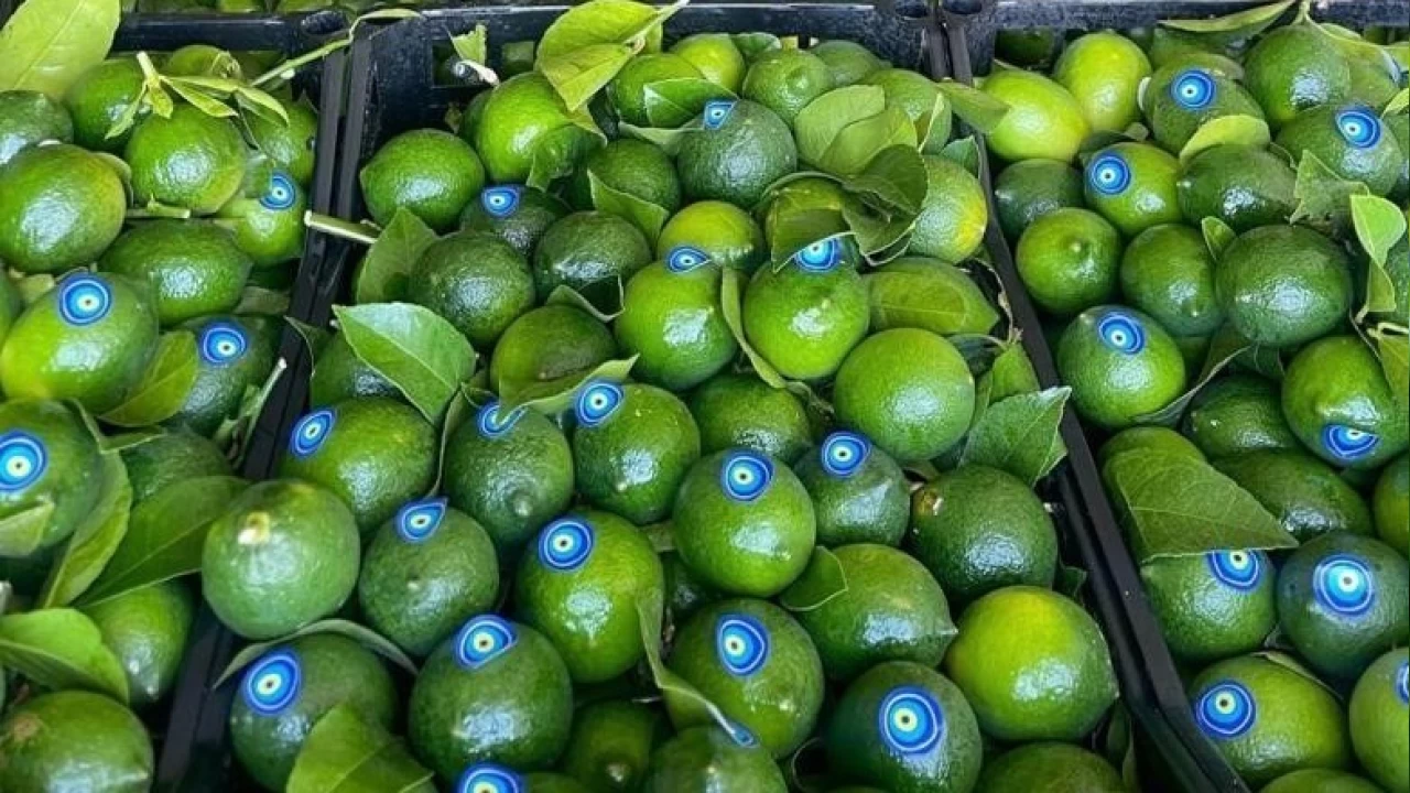 Çukurova'da erken hasat edilen Mayer limonların kalitesinde büyük risk