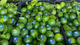 Çukurova'da erken hasat edilen Mayer limonların kalitesinde büyük risk