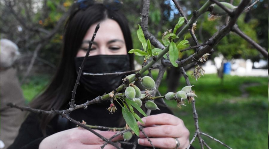 Dat�a'da badem hasad� �ubat'ta ba�lad�