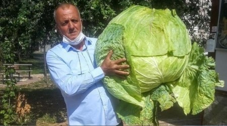 Dev lahana görenleri şaşırttı