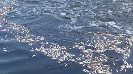 Dicle Nehri'nde telef olan binlerce balk su yzeyine kt