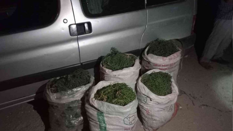 Didim'de 100 kilogram deniz börülcesi ele geçirildi