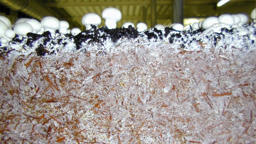 Do�a dostu mantar miselyumu plasti�e alternatif